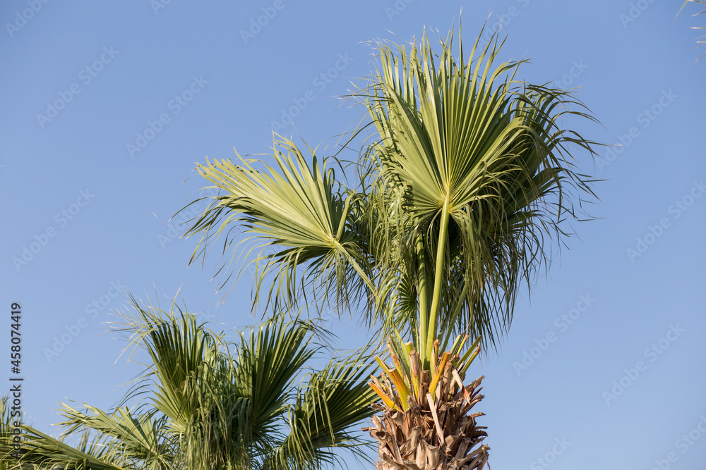 beautiful green palm tree on sky background