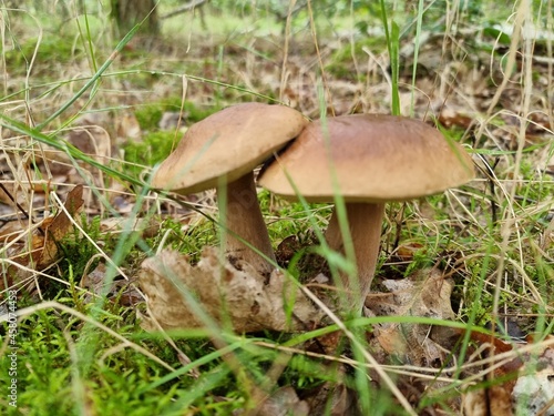 mushroom in the grass © Andreas