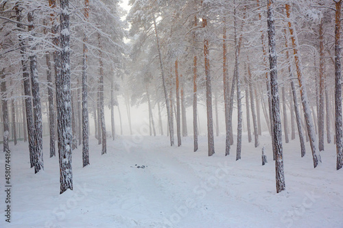 snow covered trees
