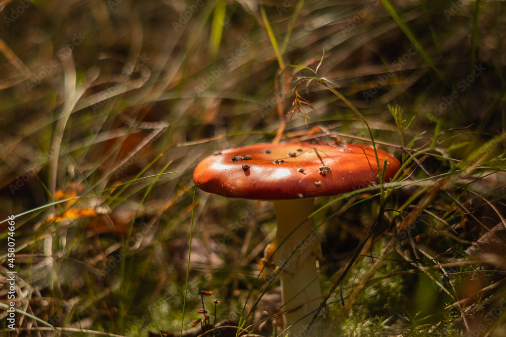 Poisonous red fly agaric in the autumn forest on a blurred background. Poisonous red fly agaric in the autumn forest on a blurred background.