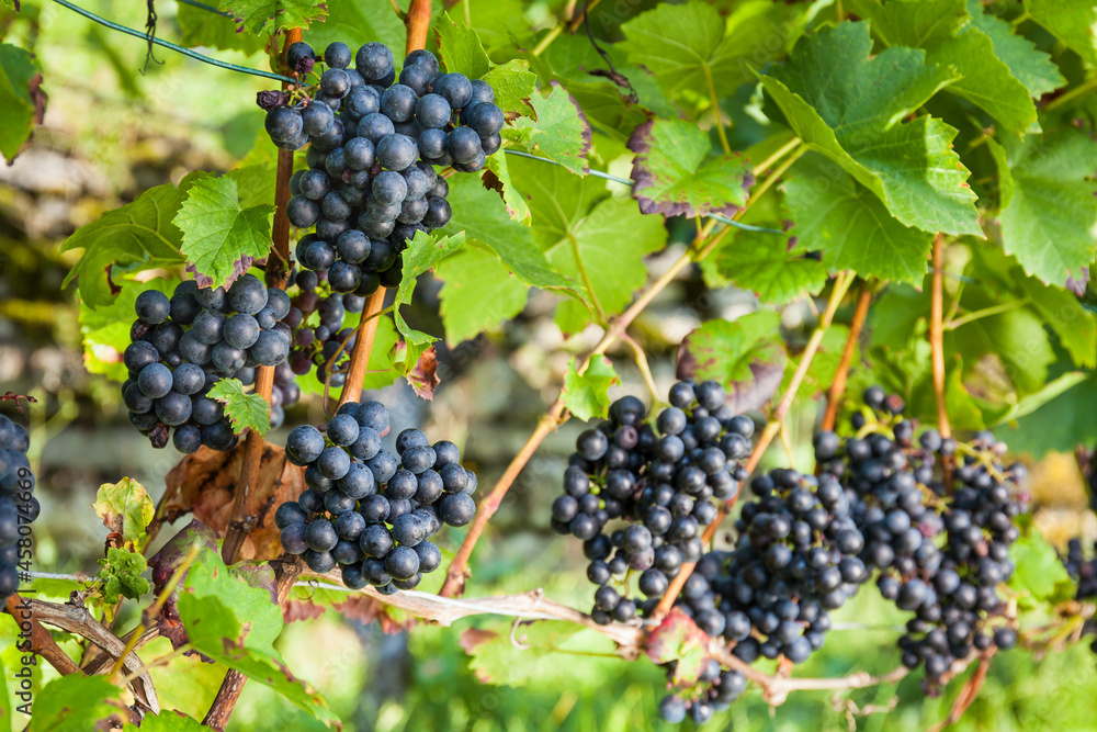 Weinstock mit Trauben der Rotweinsorte  Lemberger  oder auch Blauer Limburger genannt