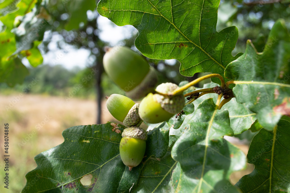 Oak branch with green acorns. Blurred focus. Natural background Oak branch with green acorns. Blurred focus. Natural background