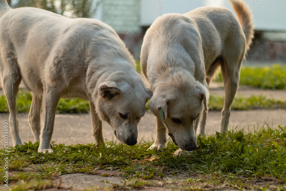 Two white dogs eat side by side outside on a blurry background. Two white dogs eat side by side outside on a blurry background.