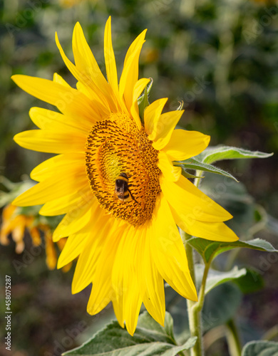 Girasole