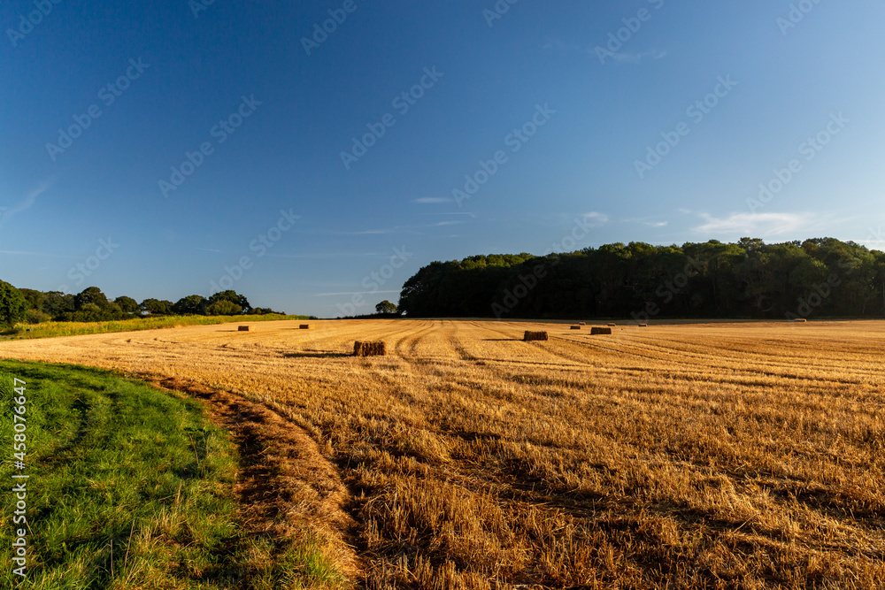 A field with hay bales in the Sussex countryside, on a sunny September day