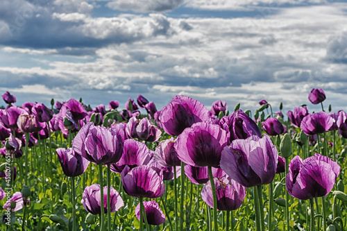 field of tulips #458077651