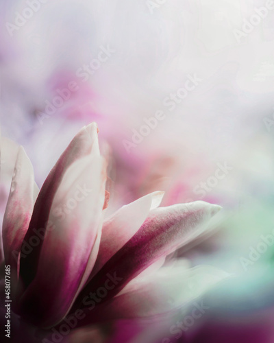 Naturalne wiosenne t  o kwiatu magnolii w nieostro  ci. Bokeh  tapeta. 