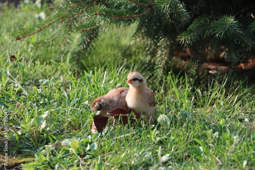 Małe kurczaczki na trawie - szczęśliwe kury z wolnego wybiegu, ekologiczna hodowla
