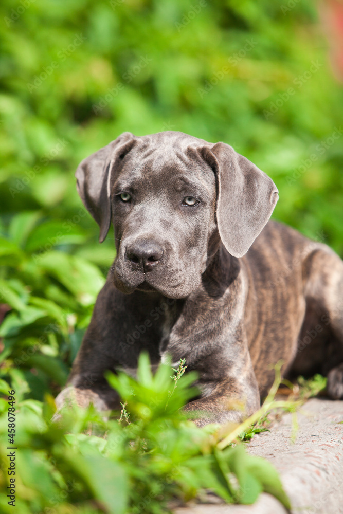 Beautiful cane corso puppy outdoors portrait