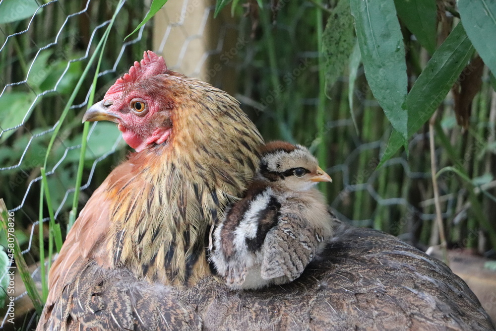 Obraz na płótnie Matka kura spaceruje z kurczaczkami - kury z wolnego wybiegu w salonie