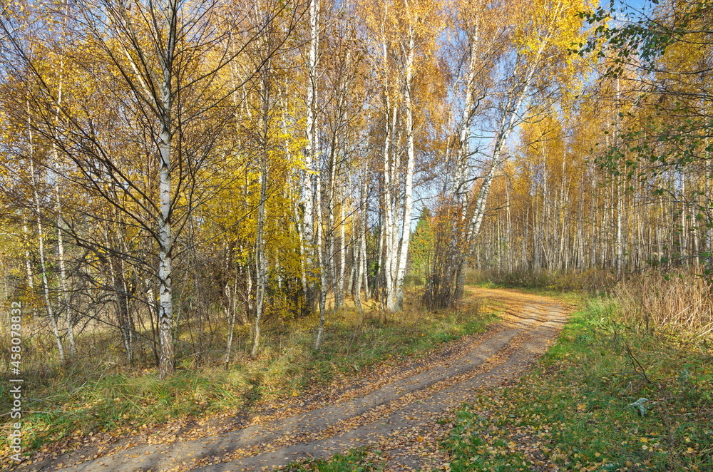 Autumn landscape with birch trees and a path