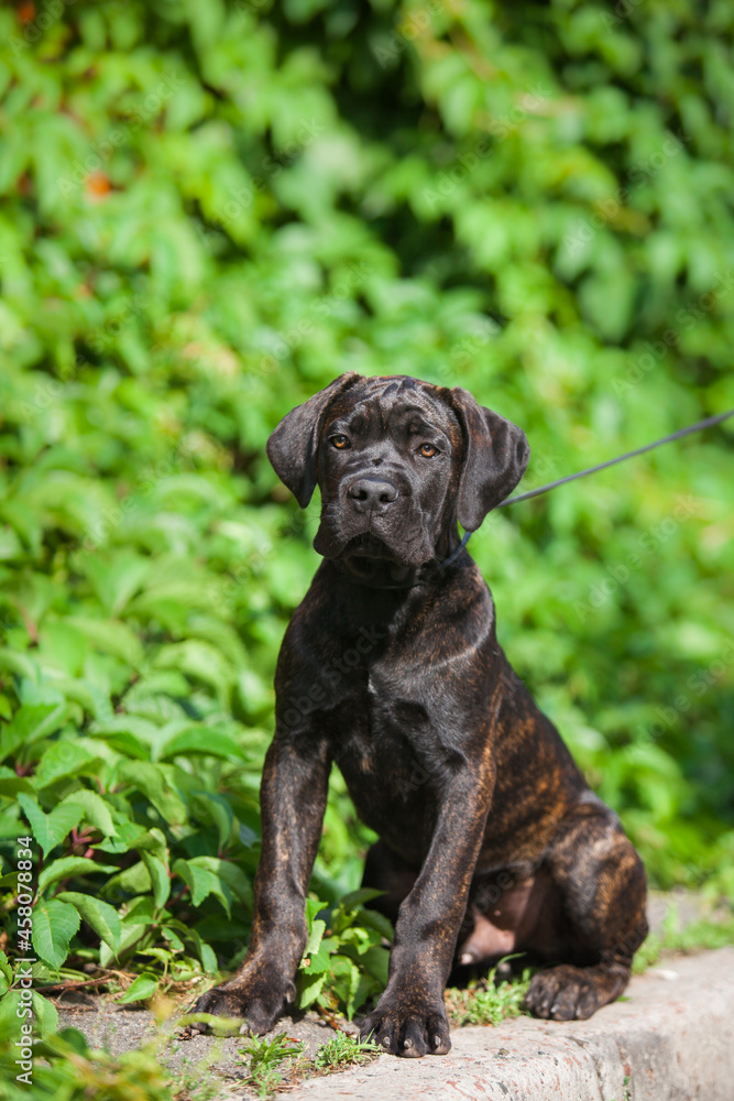 Beautiful cane corso puppy outdoors portrait