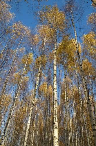 Wallpaper Mural Birch trunks with yellowed leaves against the blue sky Torontodigital.ca