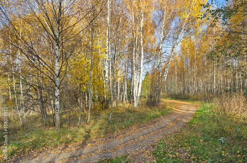 Autumn landscape with birch trees and a path