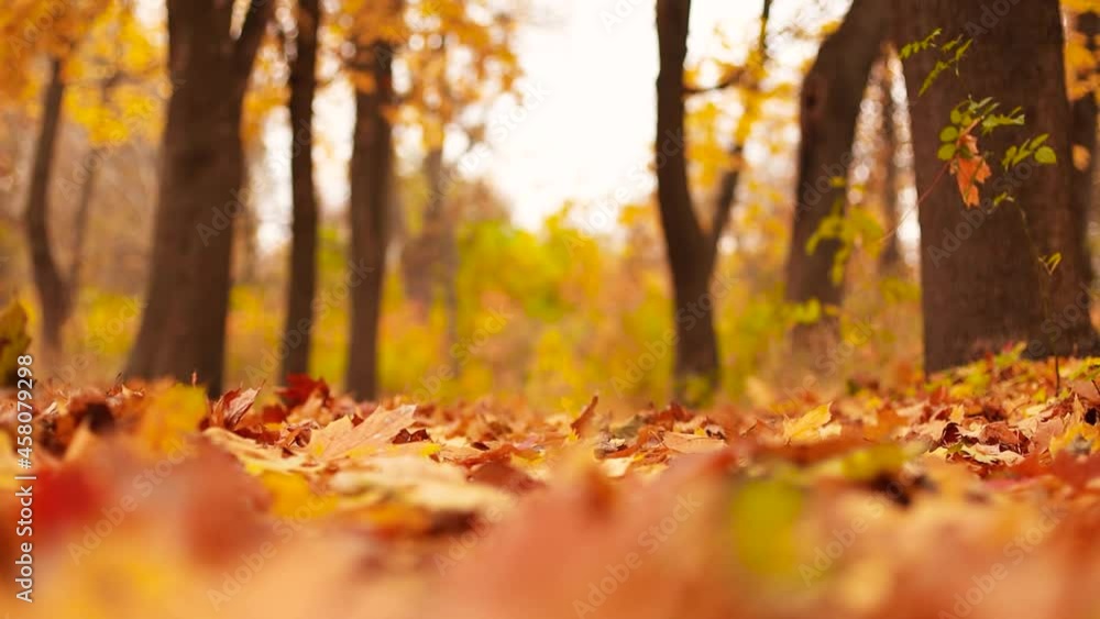 Colorful orange maple leaves is falling in autumn park. Colorful fall season. Slow motion. Shallow depth of field.