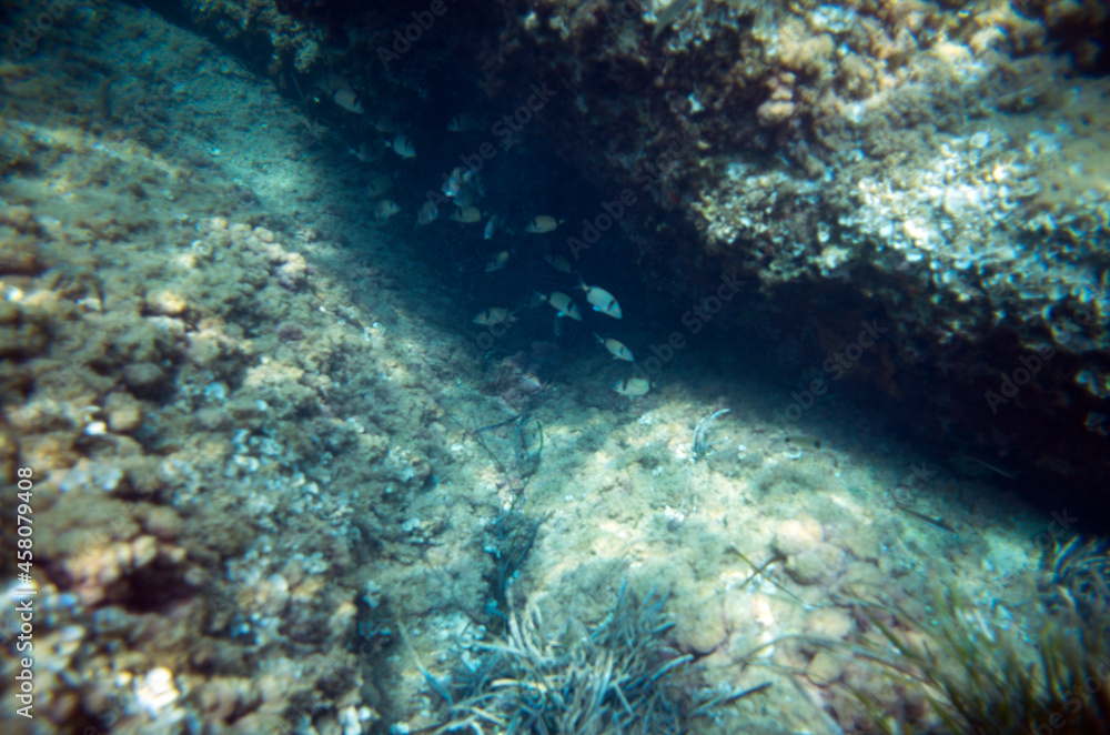 Obraz premium coral reef with fishes