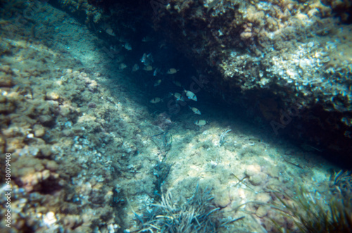 coral reef with fishes