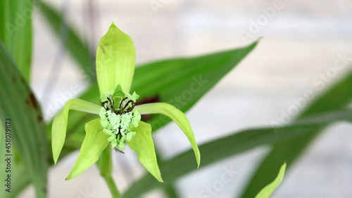 Close up of a single blooming green orchid, coelogyne pandurata, with a blurred background. photo