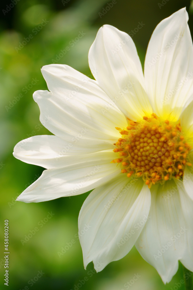 white flower white flower