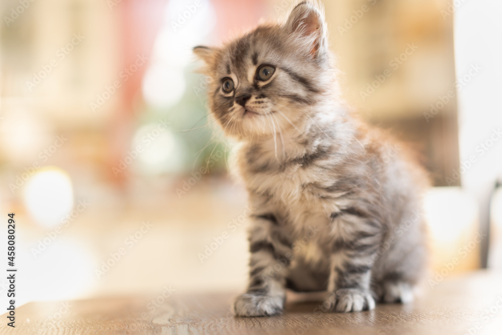 Obraz premium Little tabby kitten.