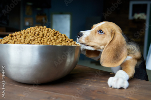 Beagle puppy is about to eat a full bowl of dog food standing on a wooden table, too big for him. Hungry dog, gluttony. photo