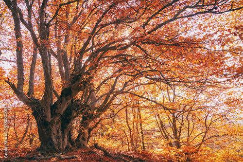 beautiful autumn trees with orange foliage in the forest