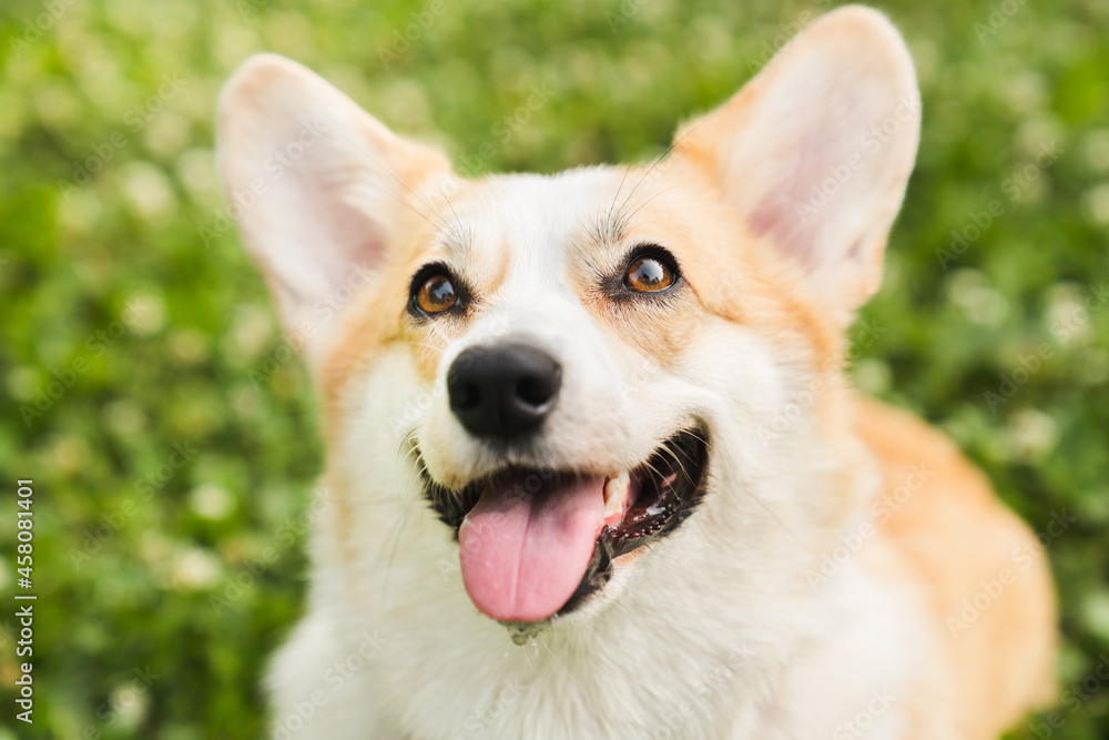 Close up shot of young welsh corgi sitting on the green lawn grass looking at the owner host. Pet dog care concept.