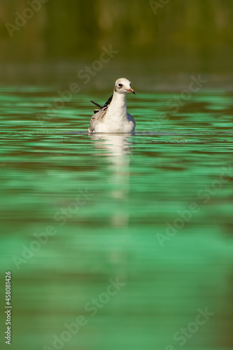 Little gull (Larus novaehollandiae) on water with green reflection photo