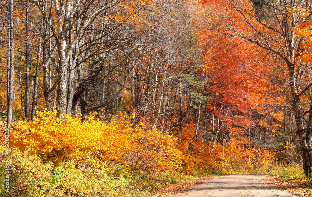 Fall foliage along scenic road through Parc de la Jacques-cartier national park in Quebec, during autumn time. Fall foliage along scenic road through Parc de la Jacques-cartier national park in Quebec, during autumn time.