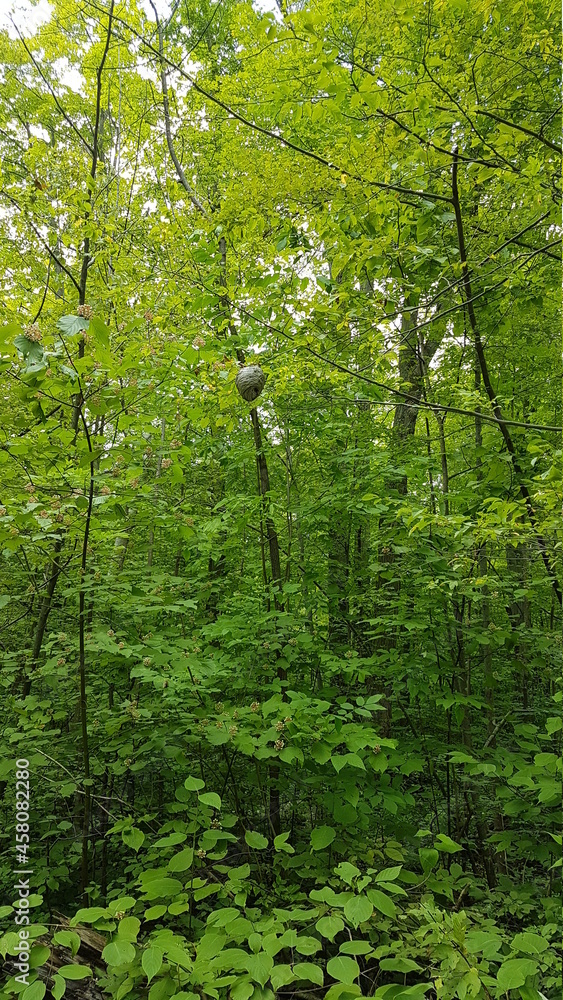 forest in the morning forest in the morning