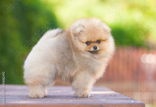 Little Pomeranian puppy on the street