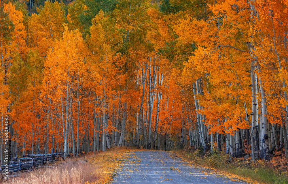 Bright Aspen trees along rural drive in Colorado during autumn time