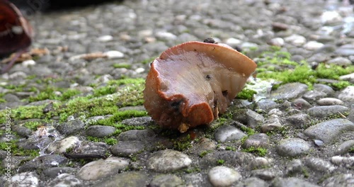 brown slug (Arion vulgaris) crawling on concrete tiles . close-up