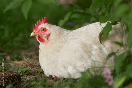 White Sussex chicken free range in garden