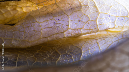 Macro photography of a physalis peruviana leaf in shades of orange, blue and brown. 