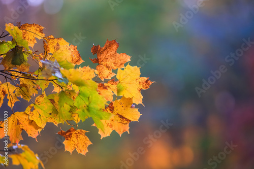 Close up shot of colorful Maple leaves in autumn time