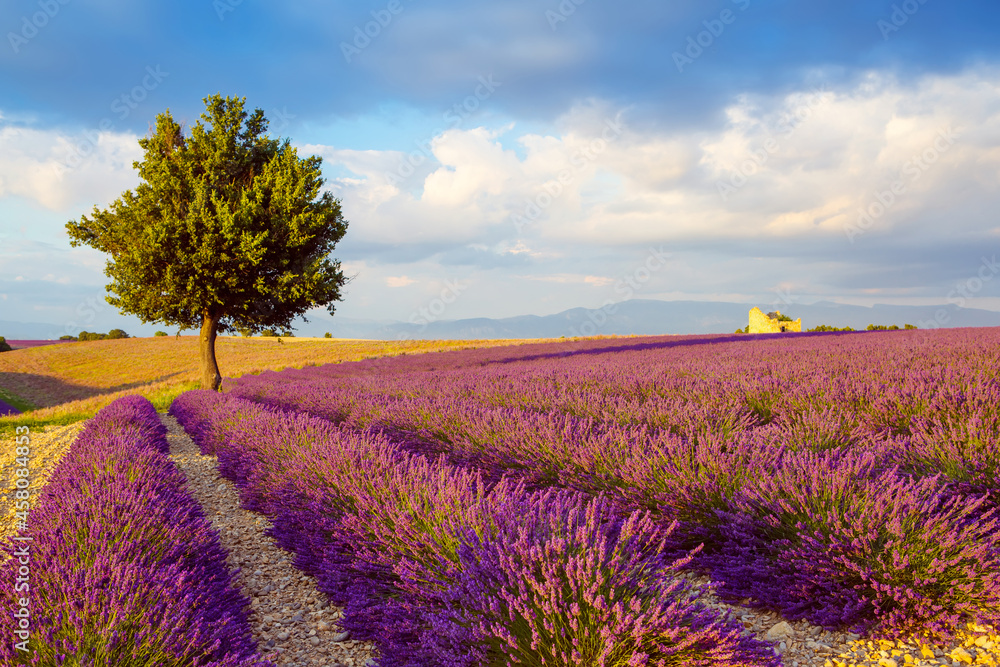 Obraz premium Beautiful blooming purple lavender fields near Valensole in Provence, France. Typical traditonal provencal landscape on sunset with blossoming flowers. Warm light