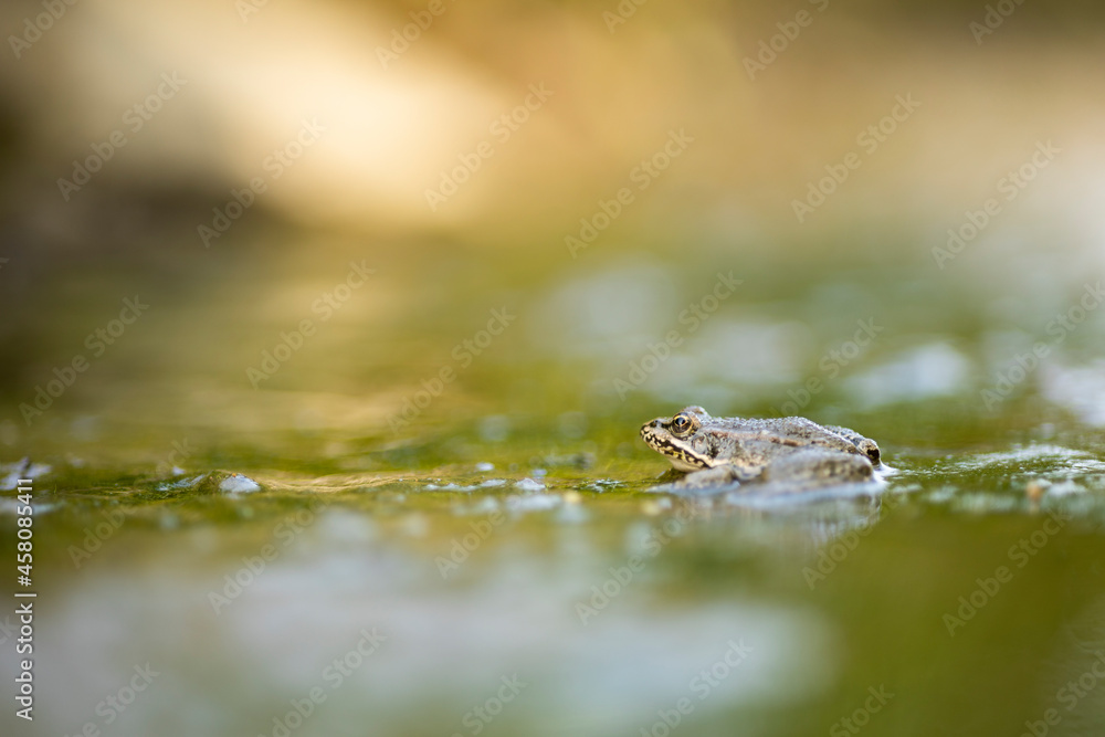 11.08.2021, GER, Bayern, Passau: Kleiner Wasserfrosch (Pelophylax lessonae) in einer Pfütze am Wegesrand. 11.08.2021, GER, Bayern, Passau: Kleiner Wasserfrosch (Pelophylax lessonae) in einer Pfütze am Wegesrand.