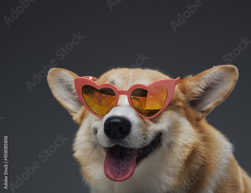 Happy fashion doggy with sunglasses against gray background © Fxquadro