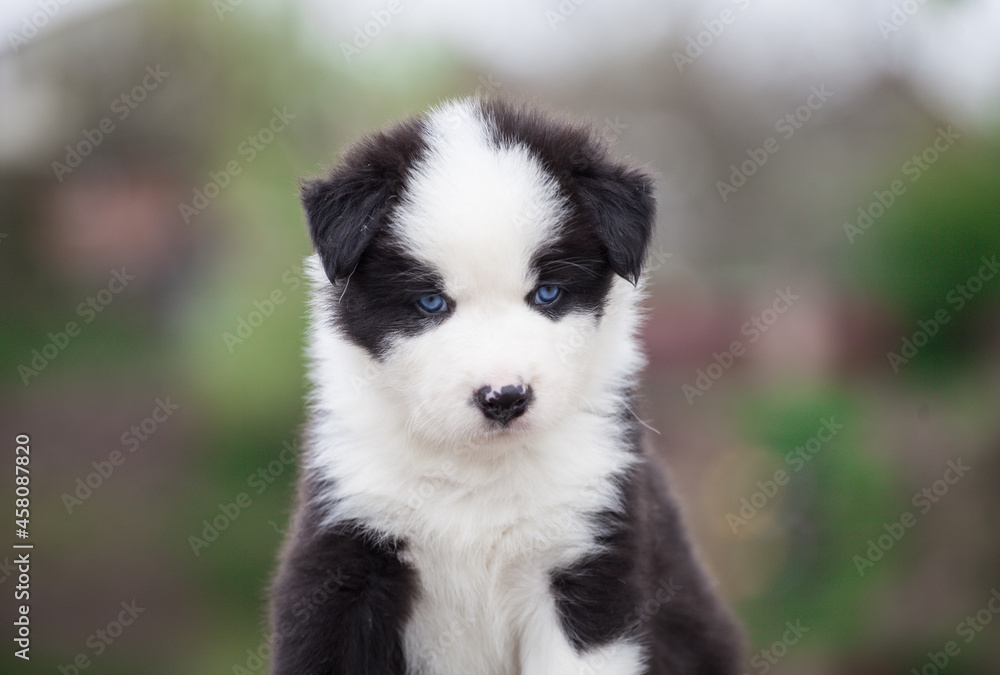 Yakut Laika puppy, portrait outdoors Yakut Laika puppy, portrait outdoors