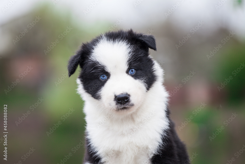 Yakut Laika puppy, portrait outdoors