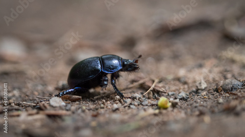 Photos A wood dung beetle walks over a forest path at spring in saarland
