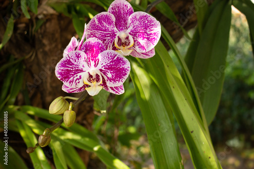 pink orchid in garden