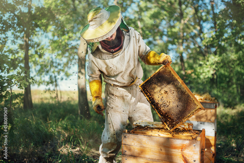 Cuadro en lienzo Beekeeper inspecting honeycomb frame at apiary.