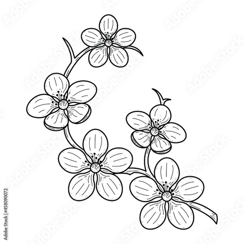 Abstract Hand Drawn Flower Plant Sakura Botanic Floral Nature Bloom Doodle Concept Vector Design Outline Style On White Background Isolated