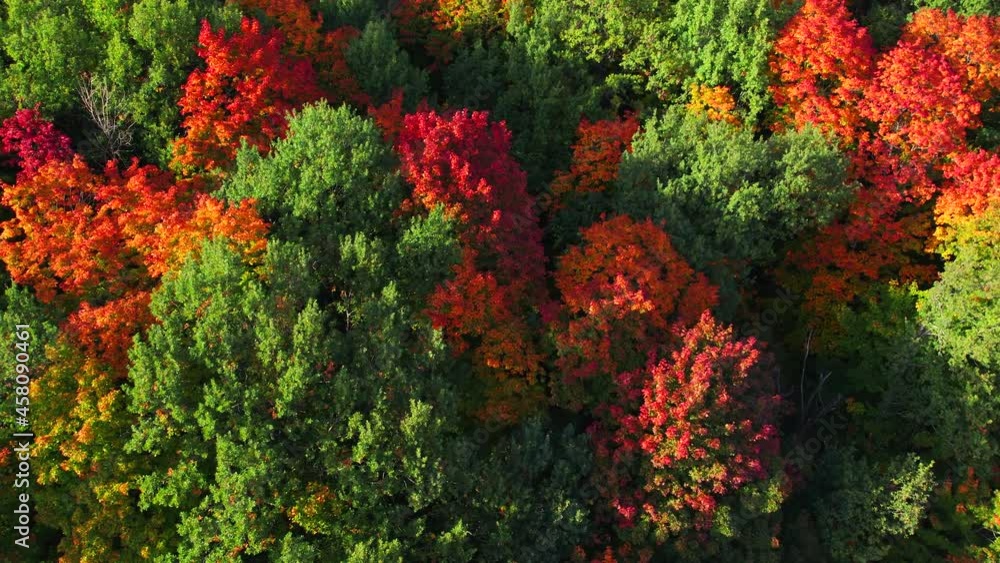 Beautiful forest in autumn Beautiful forest in autumn