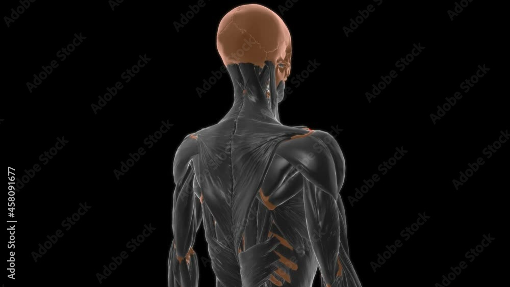 Clavicular part of deltoid Anatomy For Medical Concept 3D Clavicular part of deltoid Anatomy For Medical Concept 3D