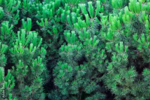 Fluffy, green needles of a coniferous, evergreen spruce tree.