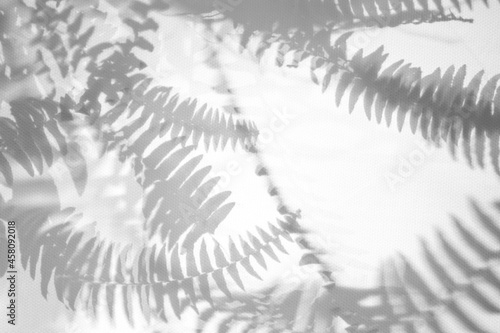 Natural pattern with shadows. Abstract gray shadow background from natural leaves, tree branch falling on a white wall, texture for background and wallpaper, black and white.