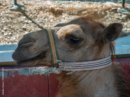 a camel in the zoo of a Turkish city